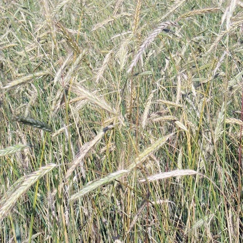 Winter Rye Grass Seeds - Image 2