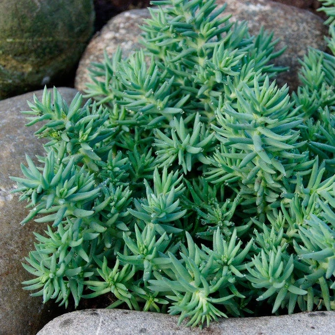 Blue Spruce Sedum - Image 4