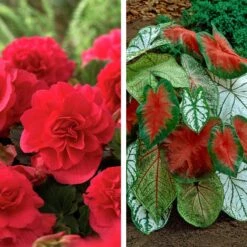 Shade Porch Red Bulb Collection