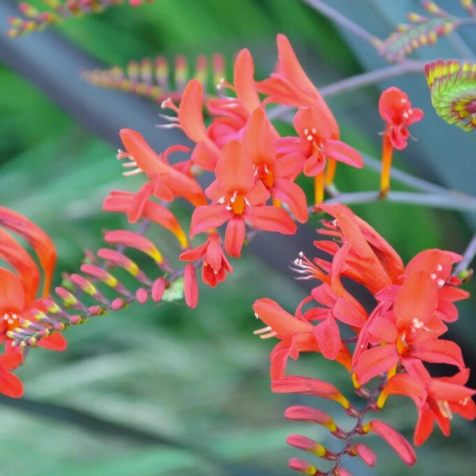 Sharona Crocosmia - Image 3