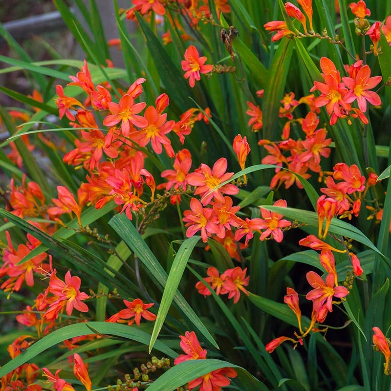 Sharona Crocosmia - Image 2