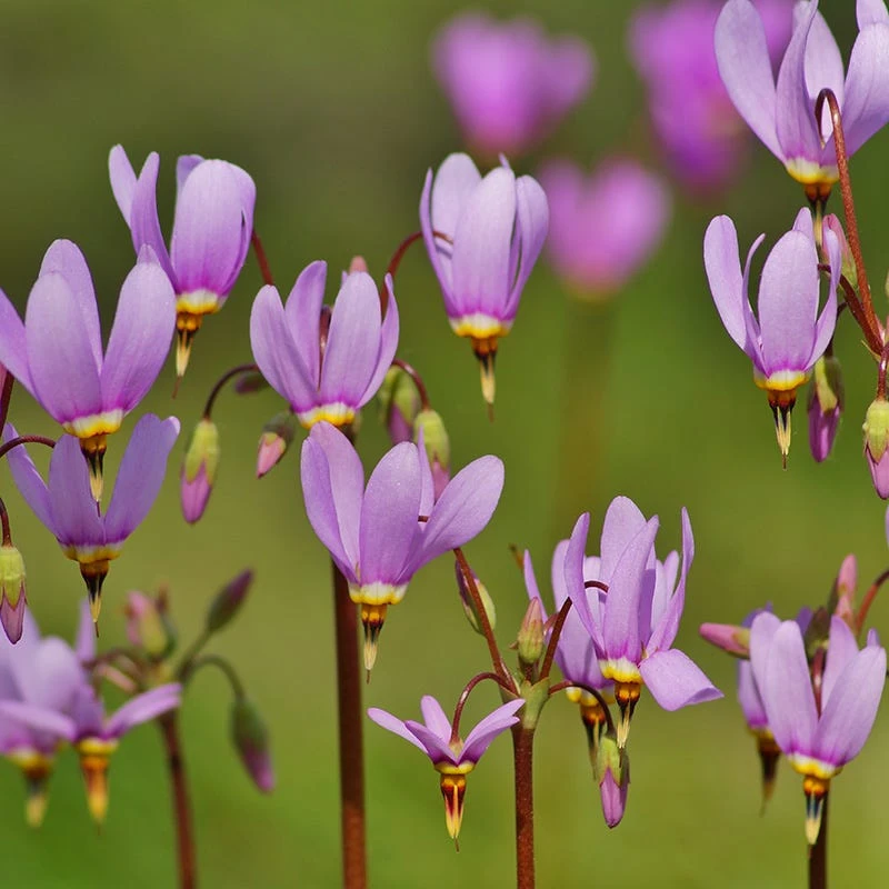 Shooting Star - Image 2