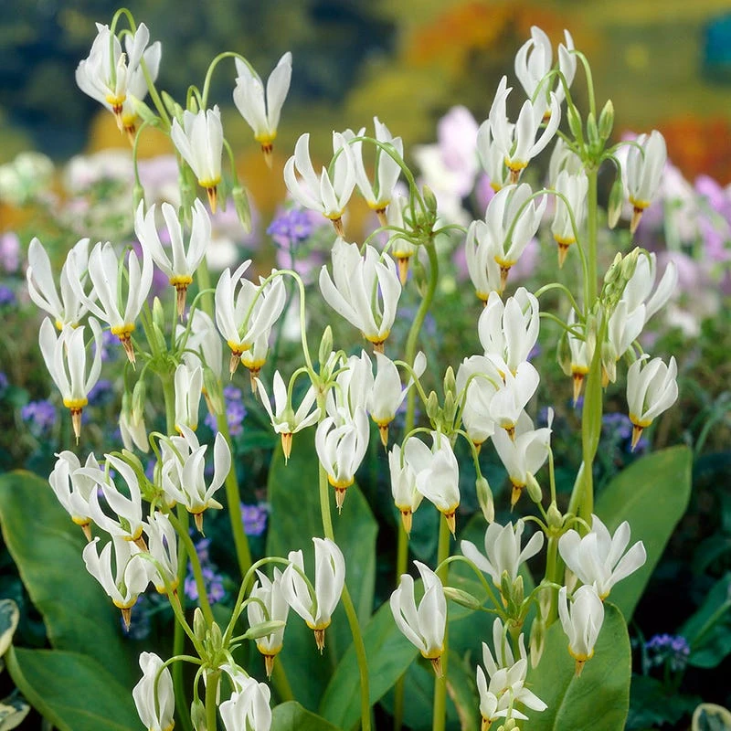 Shooting Star - Image 4