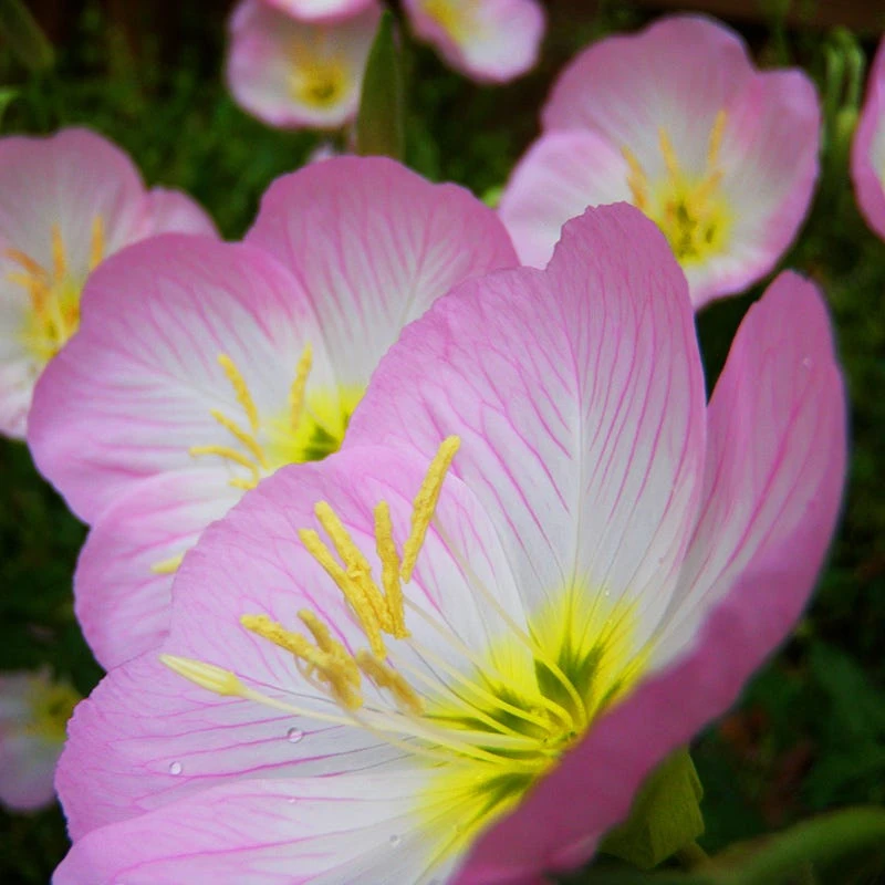 Pink Wildflower Seed Mix - Image 3
