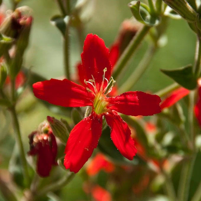 Royal Catchfly - Image 2
