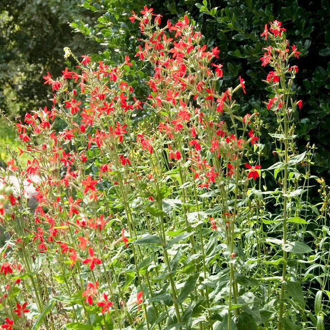 Royal Catchfly - Image 3