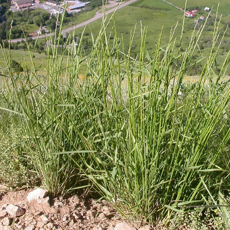 Slender Wheatgrass Seeds - Image 3