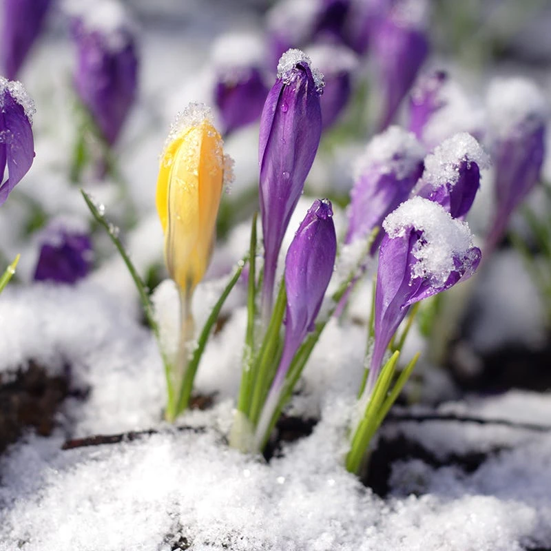Snow Crocus Mix - Image 2