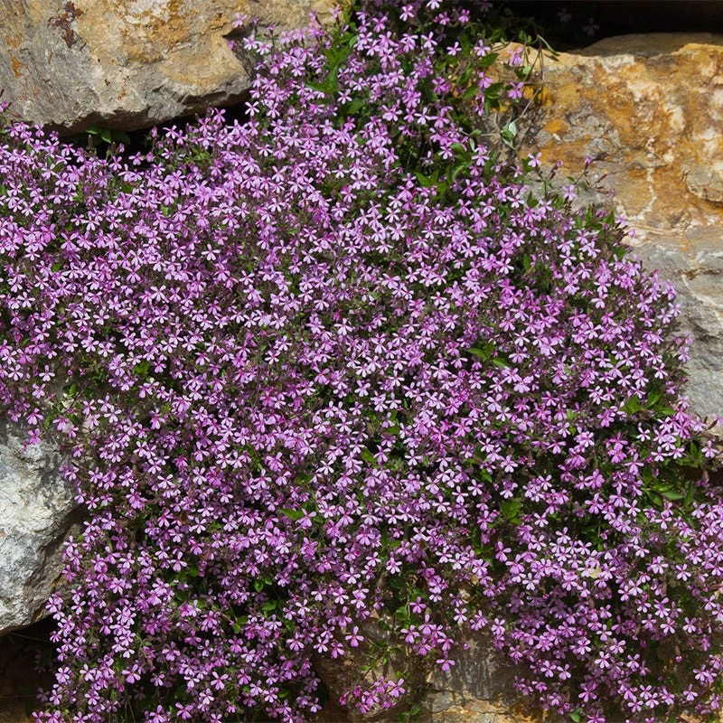 Alternative Lawn Wildflower Seed Mix - Image 5
