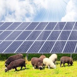 Solar Farm Low Maintenance Turf Seed Mix