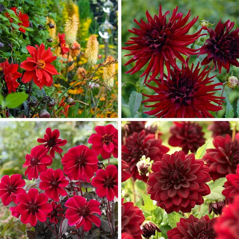 Black Forest Cake Dahlia Collection - Image 5