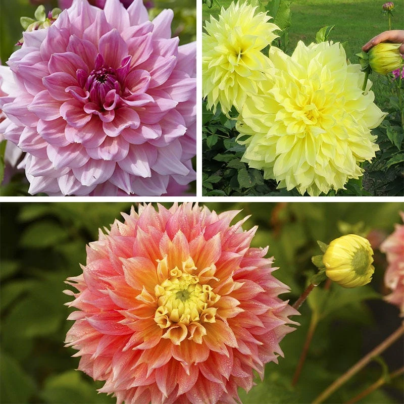Brilliant Burst Dinner Plate Dahlia Collection - Image 4