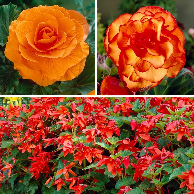 Shade Porch Hummingbird Begonia Collection