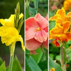 Rio Tall Canna Collection