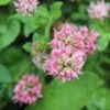 Strawberry Clover Seeds