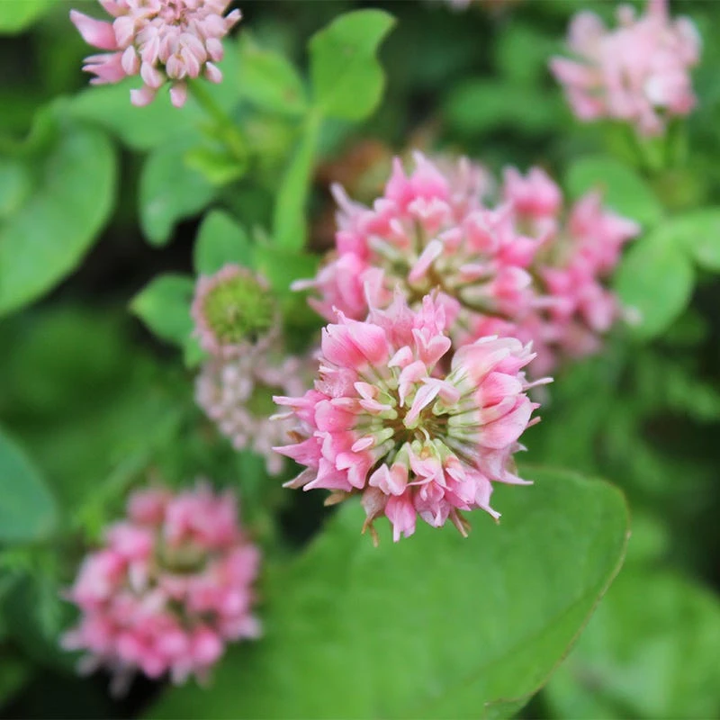 Alternative Lawn Wildflower Seed Mix - Image 3