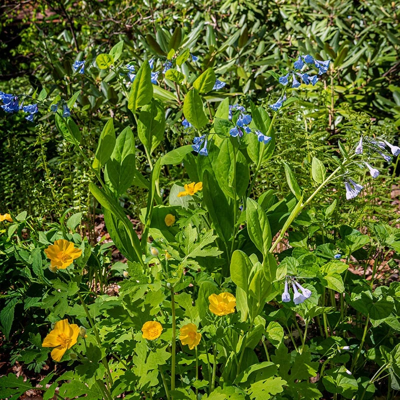 Celandine Poppy - Image 4