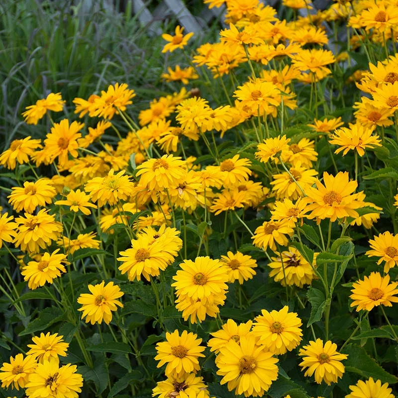 Summer Sun Heliopsis - Image 2