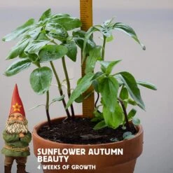 Sunflower Seeds Autumn Beauty