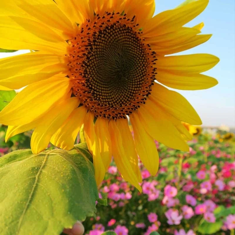 Wild Sunflower & Cosmos Seed Combo - Image 4
