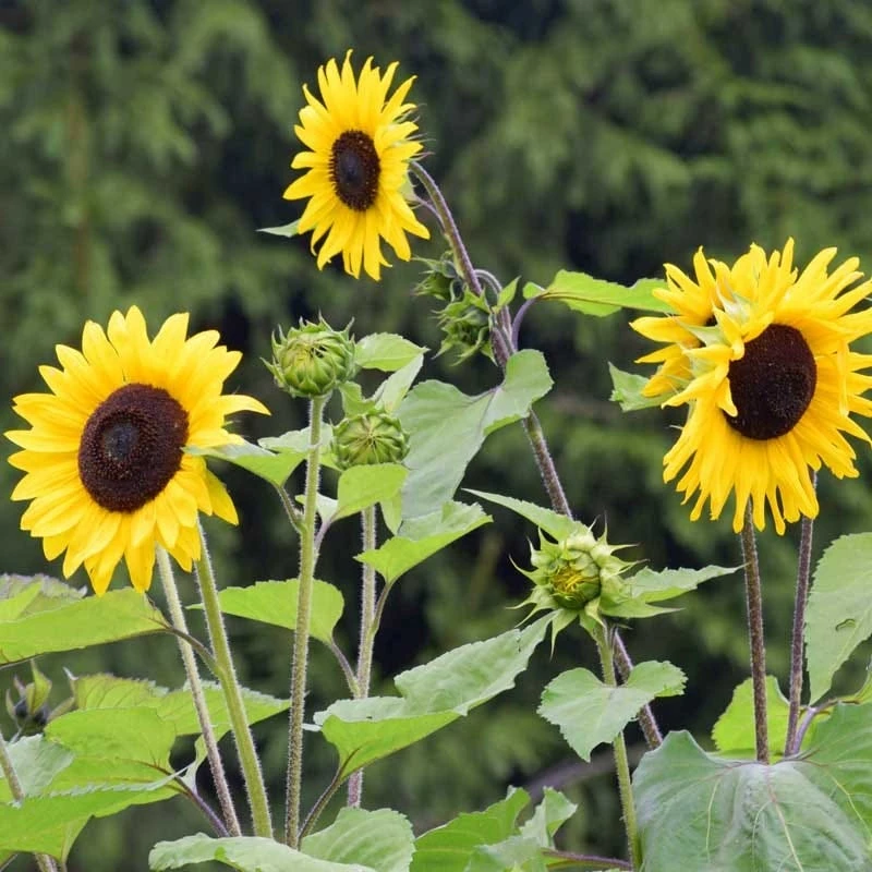 Wild Sunflower & Cosmos Seed Combo - Image 2