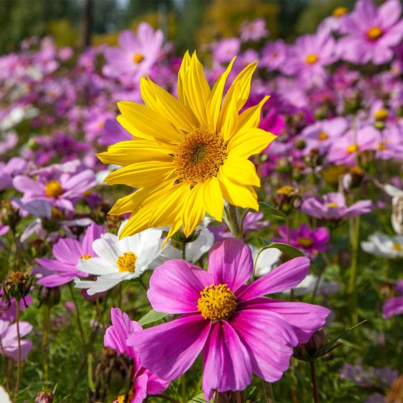 All Annual Bold Color Wildflower Seed Mix - Image 5