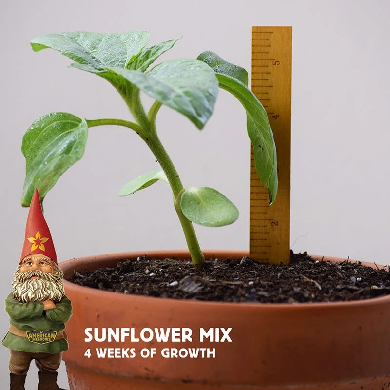 Sunflower Seed Mix - Image 2