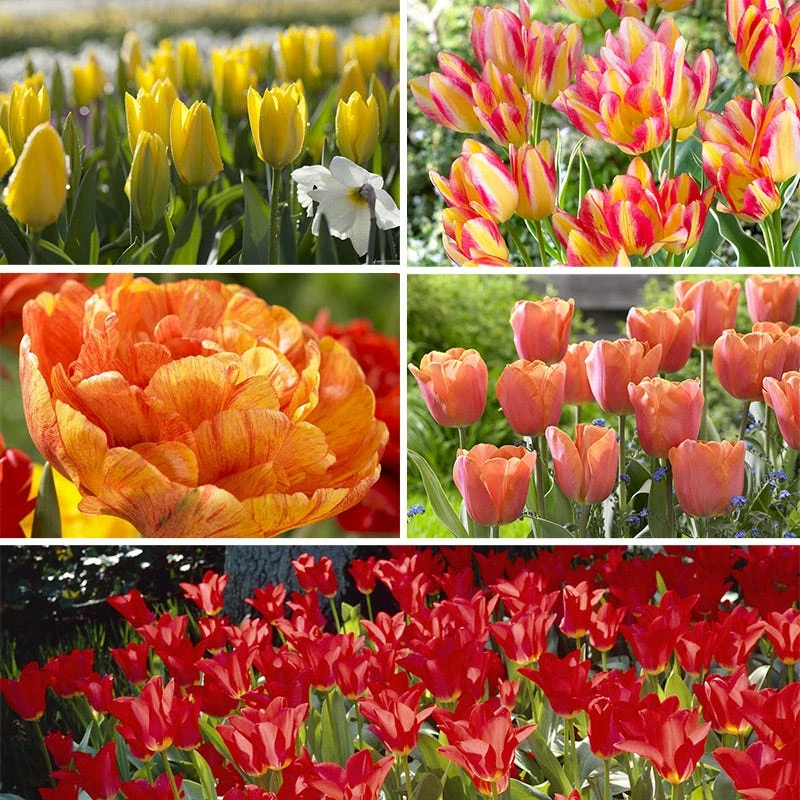 Sunshine Tulip Flower Bulb Collection - Image 5