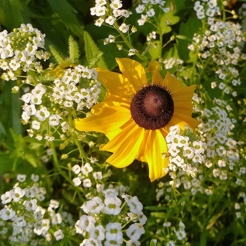 Buzz & Flutter Pollinator Wildflower Seed Collection - Image 8