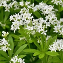 Sweet Woodruff