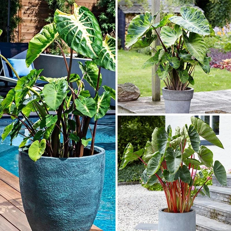 Touch Of Drama Elephant Ear Collection - Image 4