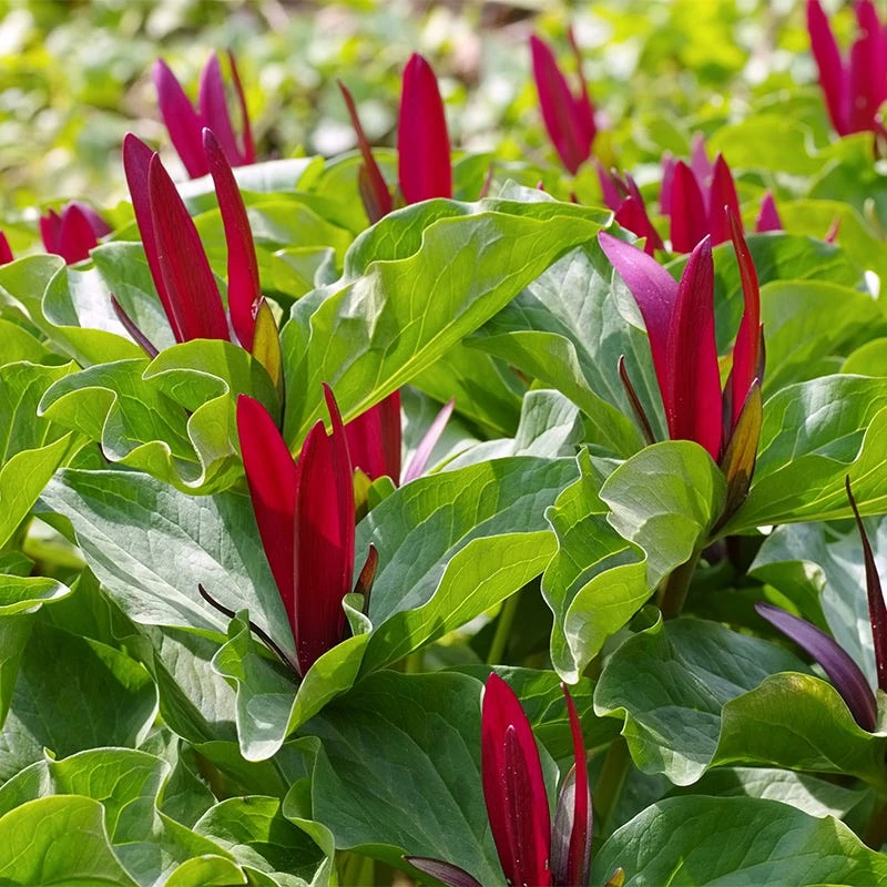 Red Trillium - Image 2