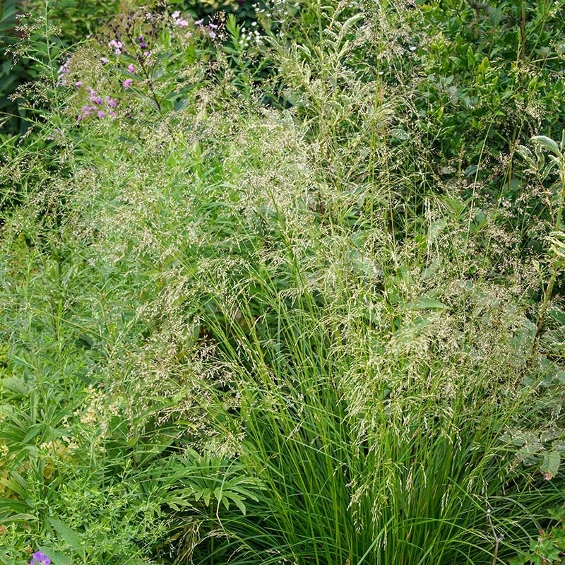 Tufted Hair Grass - Image 4