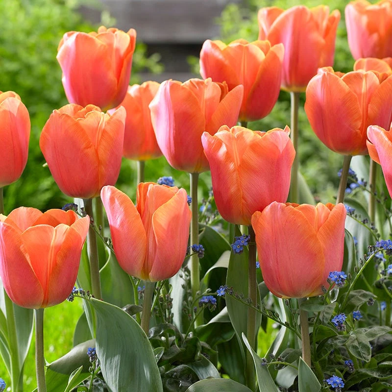 Sunshine Tulip Flower Bulb Collection - Image 2