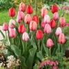 Plant To Impress Darwin Tulip Mix
