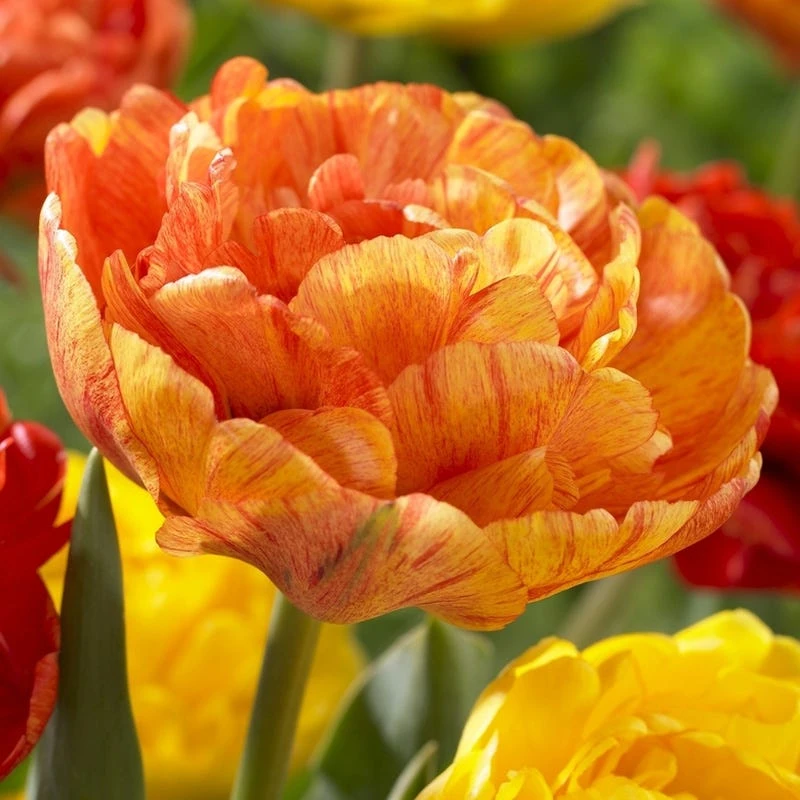 Sunshine Tulip Flower Bulb Collection - Image 3
