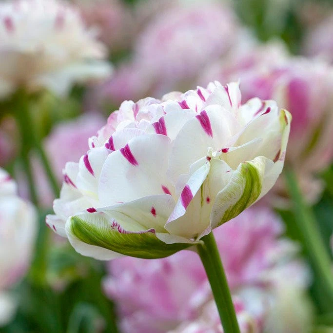 Danceline Double Late Tulip - Image 2