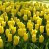 Strong Gold Triumph Tulip