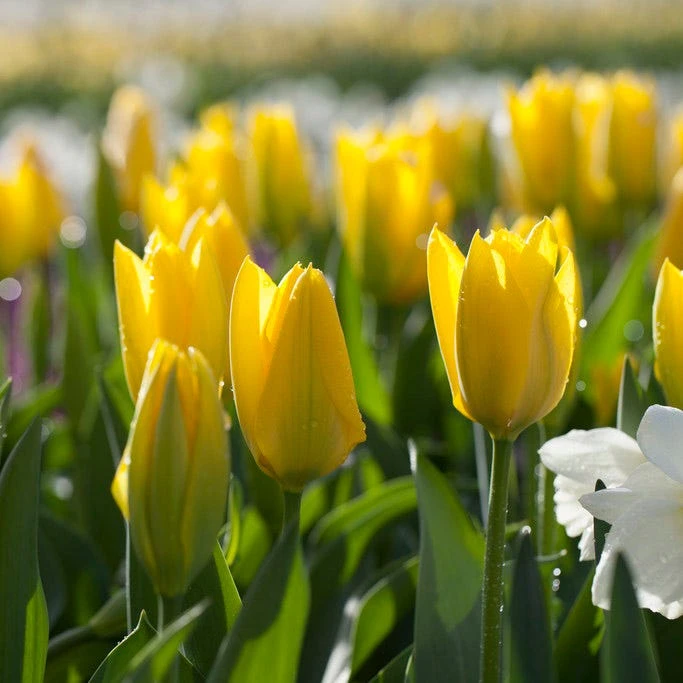 Yellow Emperor Tulip - Image 3