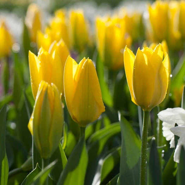 Sunshine Tulip Flower Bulb Collection - Image 6