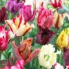 Parrot Tulip Mix