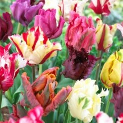 Parrot Tulip Mix
