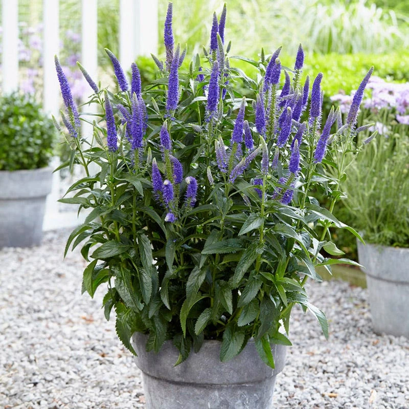 First Glory Veronica - Image 3