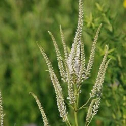 Culver's Root