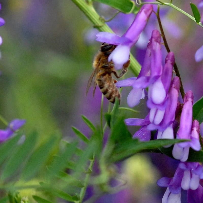 Hairy Vetch Seeds - Image 2