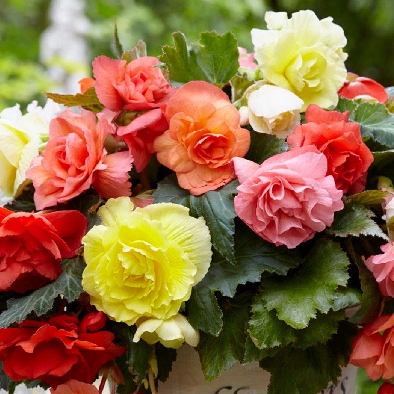 Cascading Begonia Mix - Image 2