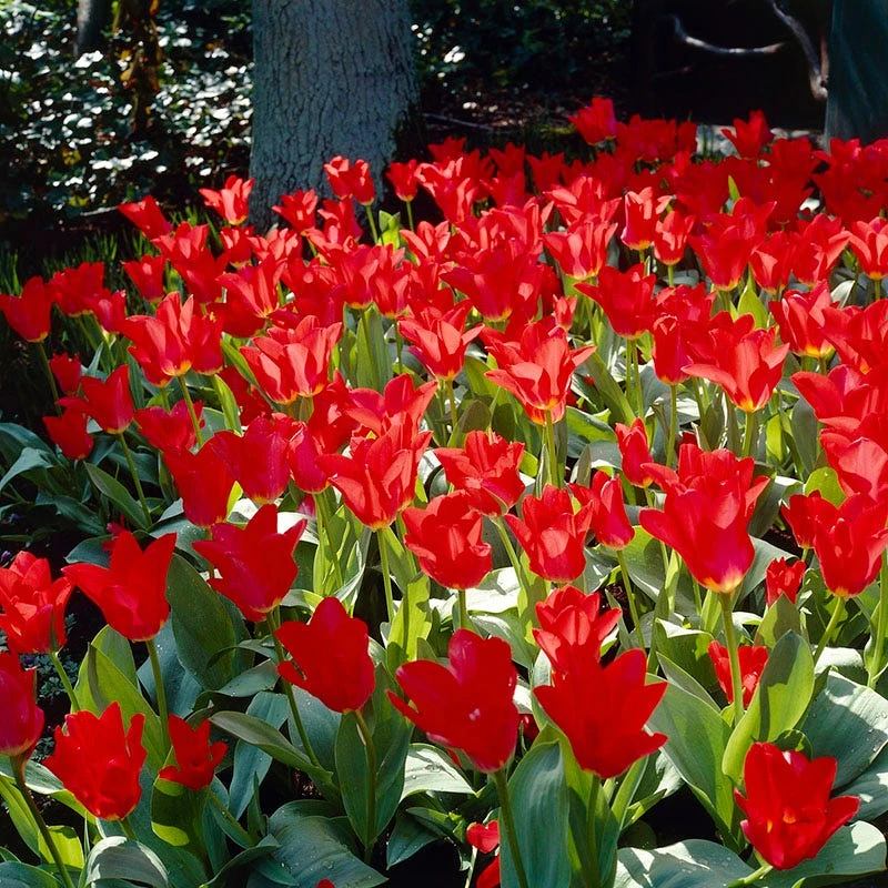 Sunshine Tulip Flower Bulb Collection - Image 4