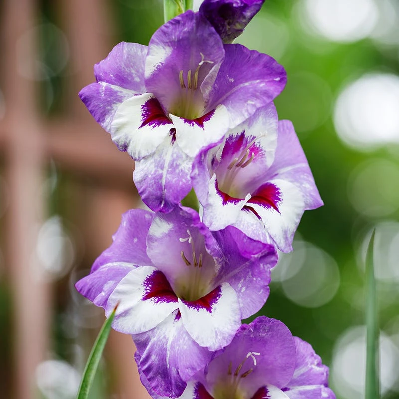 Vista Gladiolus - Image 5
