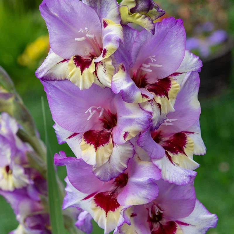 Vista Gladiolus - Image 2