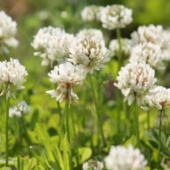 White Ladino Clover Seeds